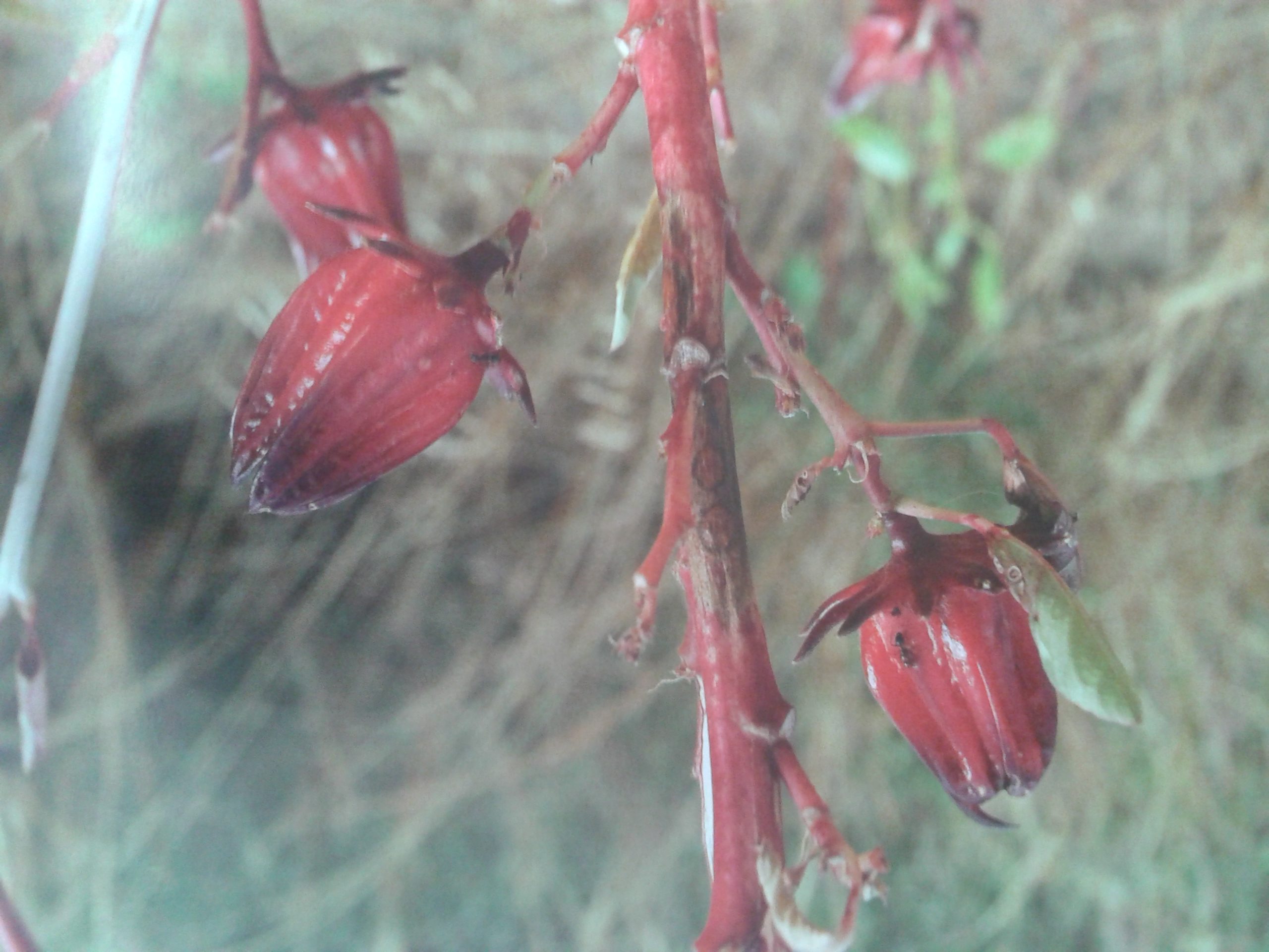 l’Hibiscus