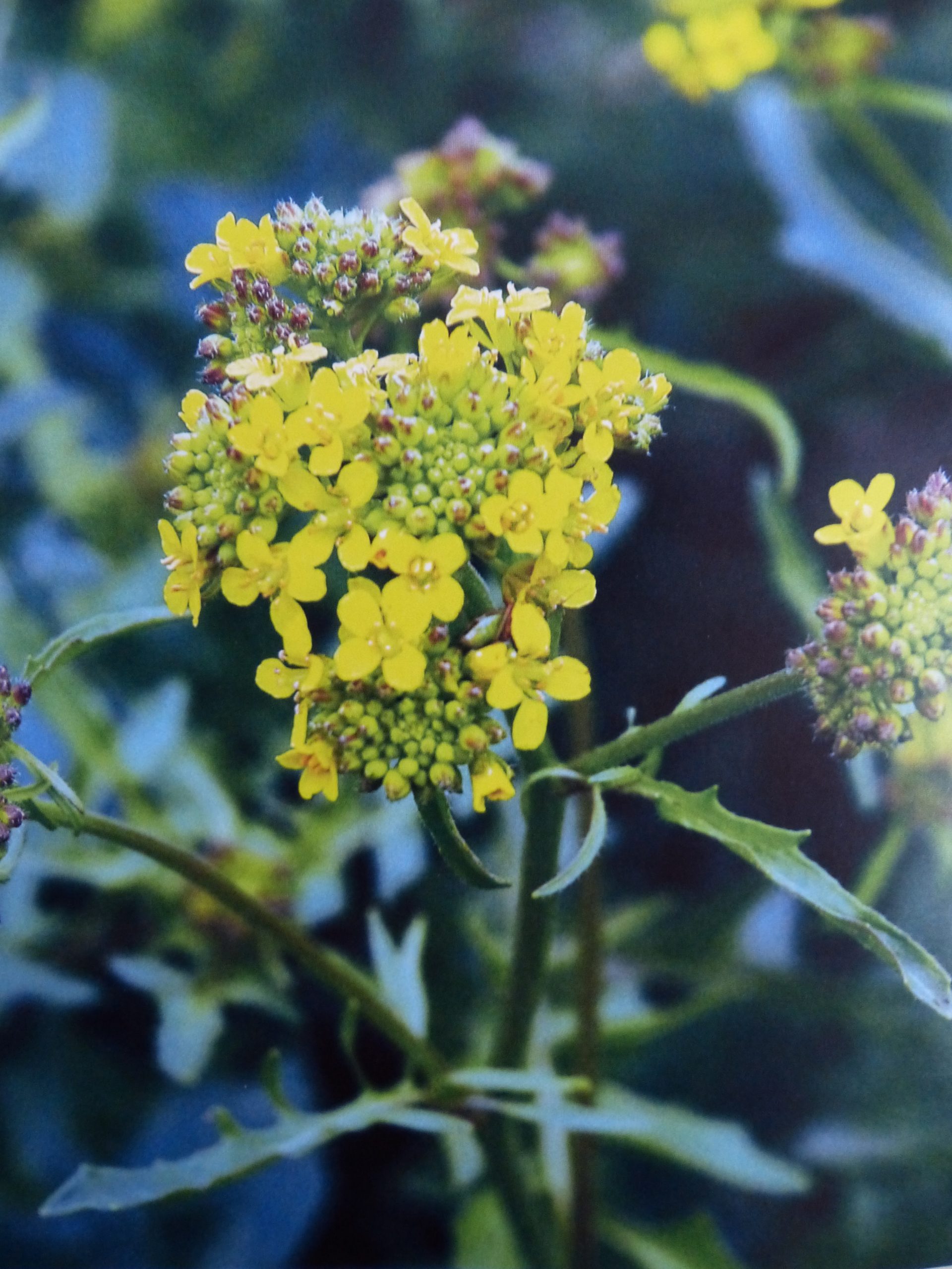 L’ERYSIMUM